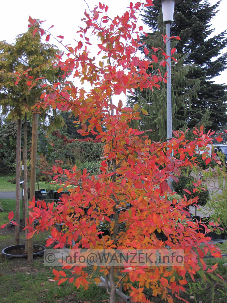 Nyssa sylvatica Herbstfaerbung 03.JPG